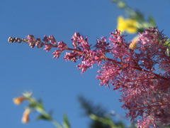 Astilbe × arendsii