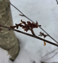 Eriophyes betulae