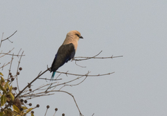 Coracias cyanogaster