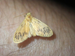 Miltochrista biseriata
