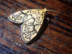 Miltochrista classeigera