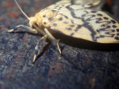 Miltochrista classeigera