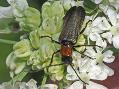 Anogcodes fulvicollis