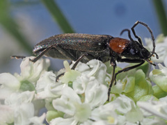 Anogcodes fulvicollis