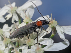 Anogcodes fulvicollis