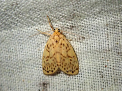 Miltochrista classeigera