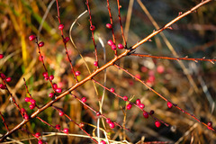 Cotoneaster divaricatus