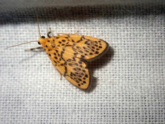 Miltochrista classeigera