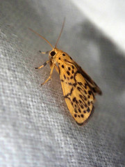 Miltochrista classeigera