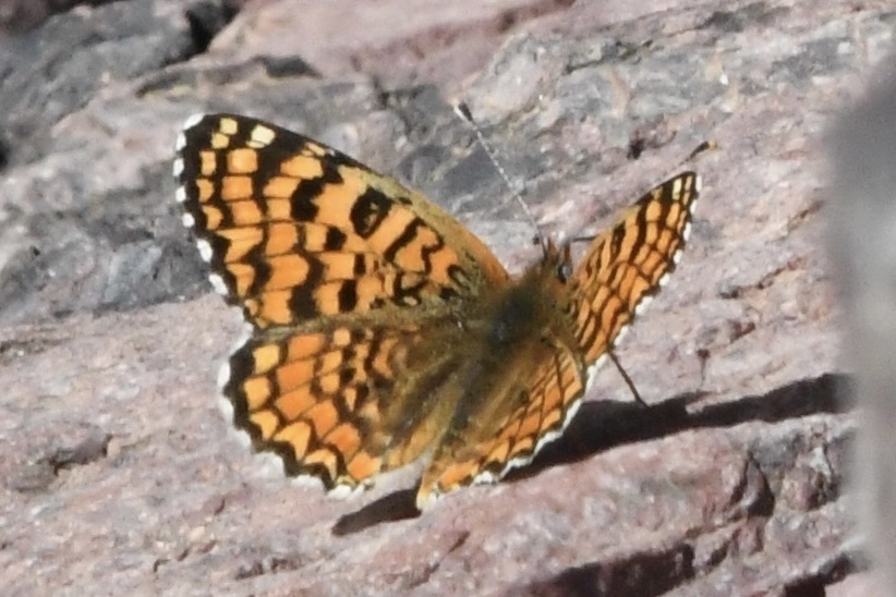 Algerian Fritillary