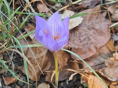 Crocus speciosus