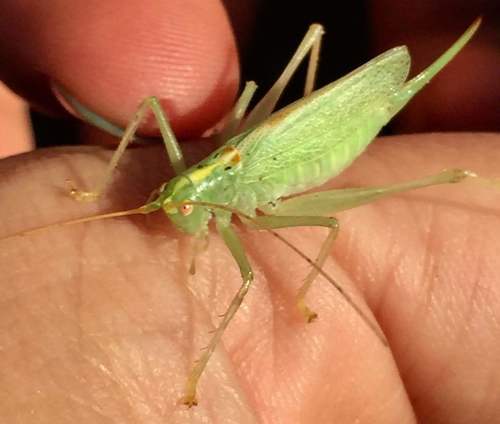 Oak Bush-cricket