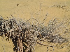 Astragalus karakugensis