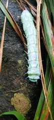 Attacus taprobanis