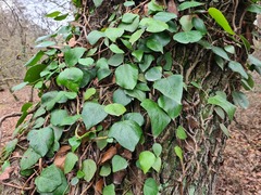 Hedera pastuchovii