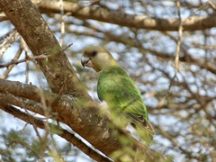Poicephalus cryptoxanthus