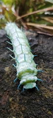 Attacus taprobanis
