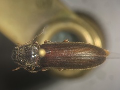 Hemicrepidius ruficornis