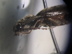 Hemicrepidius ruficornis