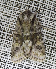 Lacinipolia strigicollis
