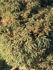 Melaleuca