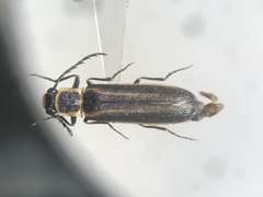 Denticollis denticornis