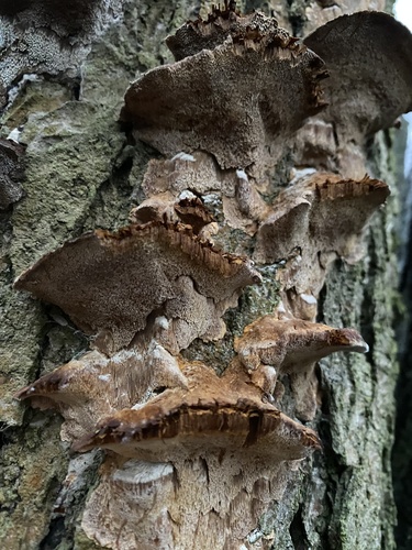 Spindulinis Skylenis nuotrauka