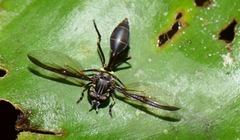 Salpingogaster
