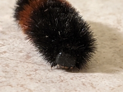 Pyrrharctia isabella