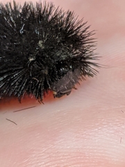 Pyrrharctia isabella