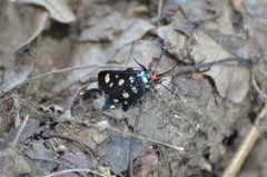 Arniocera auriguttata