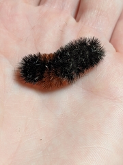 Pyrrharctia isabella