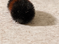 Pyrrharctia isabella