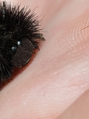 Pyrrharctia isabella