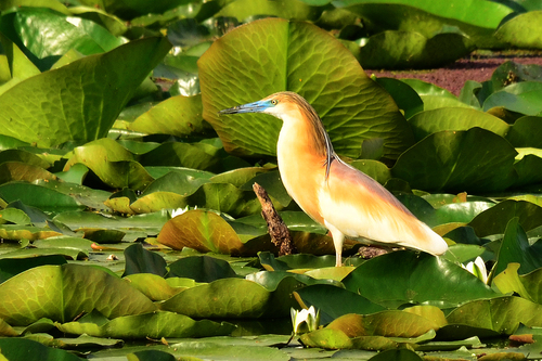 Squacco Heron