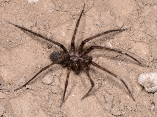 Cardinal Spider