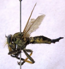 Amblyonychus