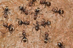 Dolichoderus quadridenticulatus