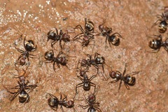 Dolichoderus quadridenticulatus