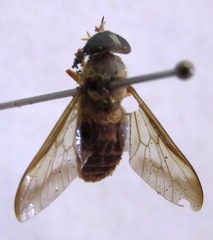 Dichelacera scapularis