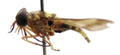 Dichelacera scapularis