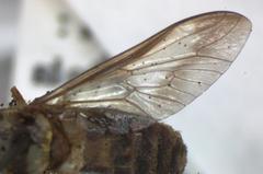 Dichelacera scapularis