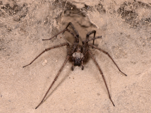 Cardinal Spider