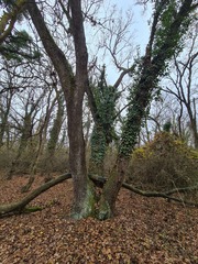 Hedera pastuchovii