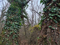 Hedera pastuchovii