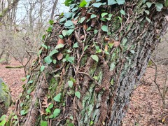 Hedera pastuchovii
