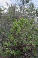 Pelargonium inquinans