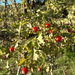 Crataegus heldreichii - Photo (c) Marina_Giann, some rights reserved (CC BY), uploaded by Marina_Giann