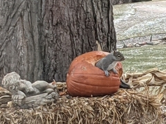 Sciurus carolinensis