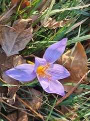 Crocus speciosus